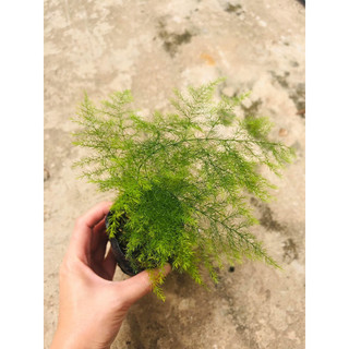 chậu cây Kim Thuỷ Tùng