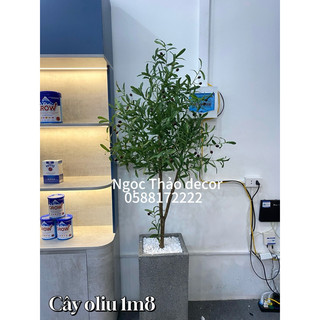 Cây oliu cao 1m8 giả,cây hoa giả, cây giả trang trí nhà đẹp Decor Decor Phòng
