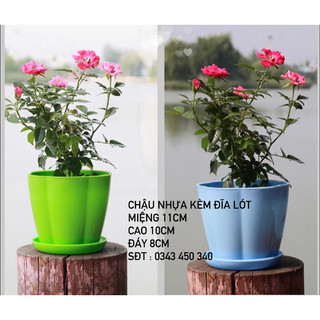 Combo 2 chậu nhựa cỡ trung hình tròn bí ngô kèm đĩa lót