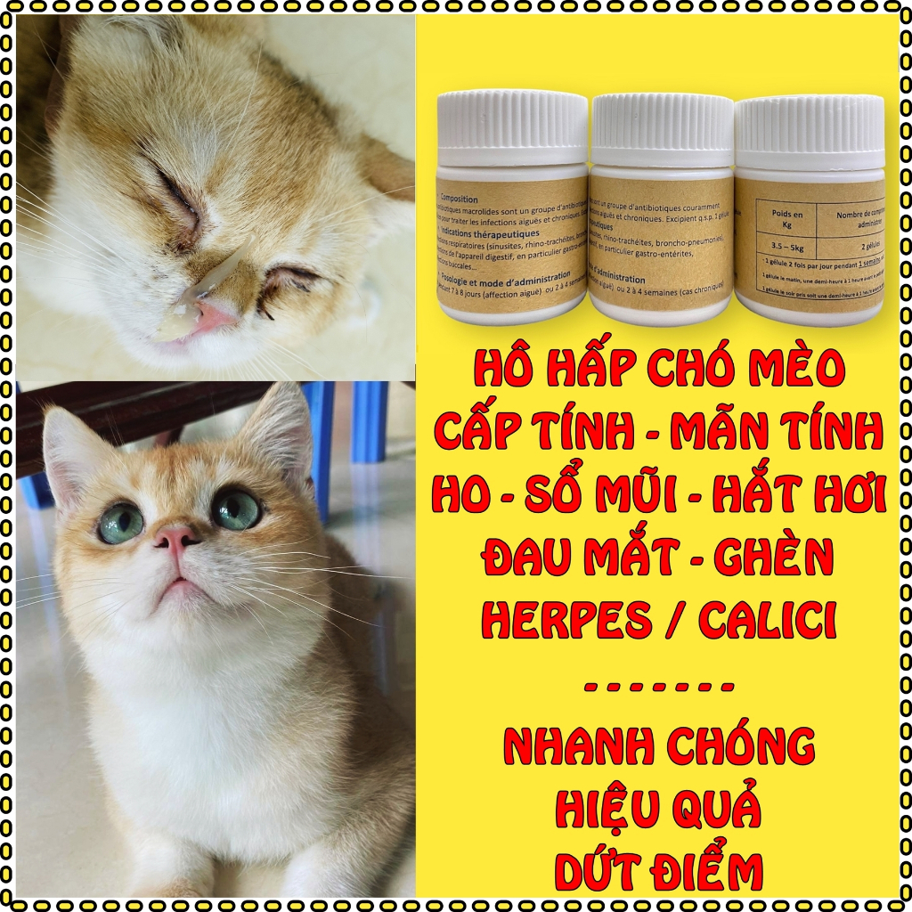 Viên tăng đề kháng hỗ trợ hô hấp sổ mũi hắt hơi ở chó mèo - Herpes Calici ở Mèo