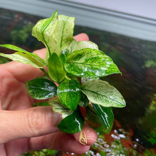Ráy thuỷ sinh pinto - anubias pinto thân to rễ khoẻ