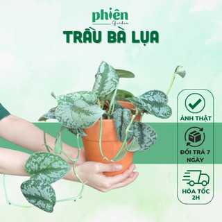 Cây Đuôi Công Tím Calathea Medallion để bàn kèm chậu gốm tráng men
