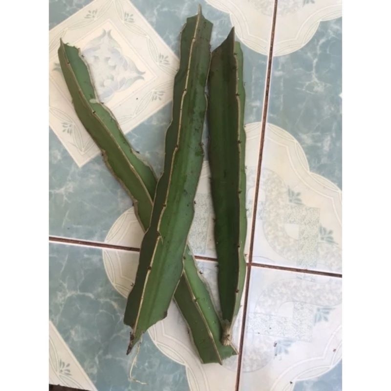 3 cành thanh long ruột đỏ