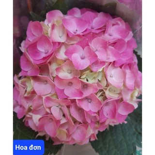 (VHST giao trong ngày) Cây HOA CẨM TÚ CẦU, đang hoa.