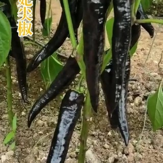 20 Hạt giống ớt sừng đen trái to_ Dễ trồng