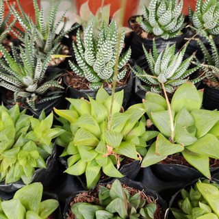 Cây móng rồng hawathia các loại, cây trong bầu đất mini dễ trồng, vườn bao trồng
