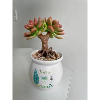 Chậu sen đá làm bằng đất sét 2 nhánh gốc thụ