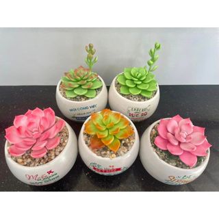[Sen đá đất sét] Sen Đá Đất Sét Chậu Sứ kích thước 6-7cm