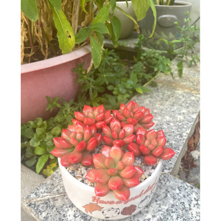 Chậu sen đá ruby đỏ làm bằng đất sét