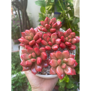 Chậu sen đá ruby đỏ làm bằng đất sét