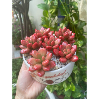 Chậu sen đá ruby đỏ làm bằng đất sét