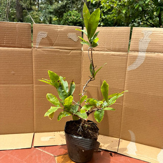 Cây mai cúc Vip Bình Định - bonsai gốc đẹp