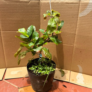 Cây mai cúc 7 tầng - bonsai gốc ghép đẹp, hoa lâu tàn