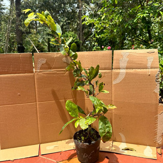 Cây mai cúc hoàng đê - bonsai mini gốc ghép đẹp