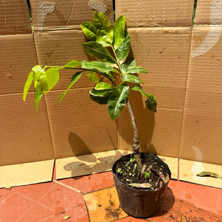 Cây hoa mai lá ngọc cành vàng - bonsai gốc ghép đẹp
