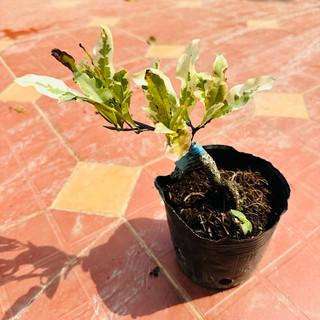 Cây mai cúc thọ hương lá xanh trắng - hoa thơm, gốc ghép bonsai
