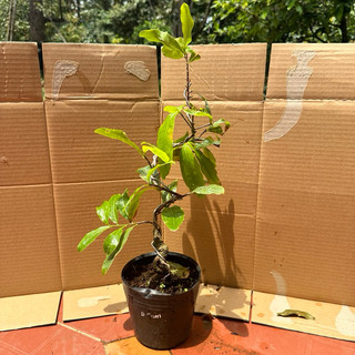 Cây mai nghệ - bonsai gốc đẹp, đảm bảo chuẩn giống