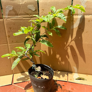 Cây mai giảo Thủ Đức - hoa to, bonsai gốc ghép đẹp, hoa thơm