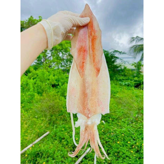 Mực 1 nắng size 2-3 con hàng vip