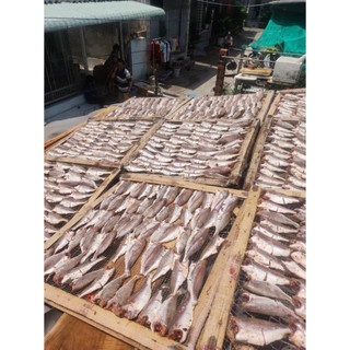Khô cá đù 1 nắng 1kg