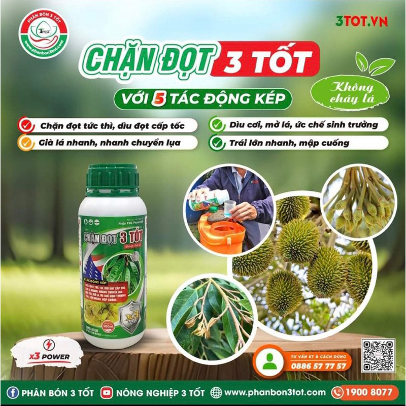 Chặn đọt 3 TốT, đọt đứng nhanh, dìu đọt cấp tốc