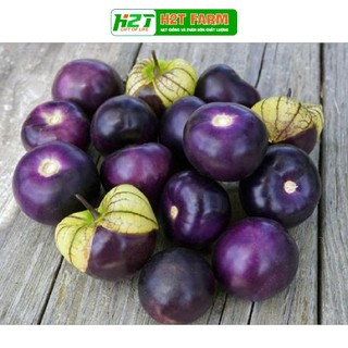 Hạt giống thù lù tím khổng lồ f1 nhập khẩu mỹ nin seeds x h2t farm
