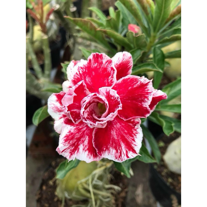 sứ ghép hoa giống mới