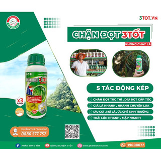 Chặn đọt 3 TốT, đọt đứng nhanh, dìu đọt cấp tốc