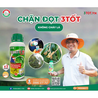 Chặn đọt 3 TốT, đọt đứng nhanh, dìu đọt cấp tốc