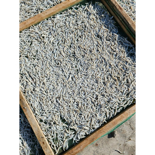 KHÔ CÁ CƠM MỜM SỮA DỐC LẾT ( loại 1 ) 500gr