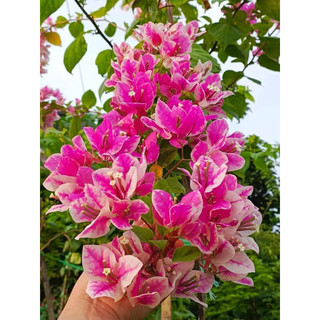 Hồng gân nguyên bản chậu c10 60-70cm