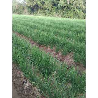 100gram hạt giống rau hẹ