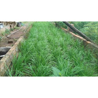 100gram hạt giống rau hẹ