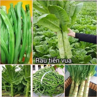 100gram hạt giống rau tiến vua