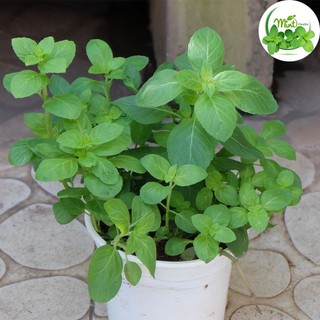 Cây Bạc Hà Japanmint 40k/chậu - Mint Garden