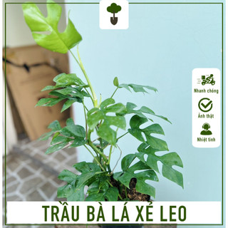 Cây trầu bà lá xẻ leo - cây cao 50-60 cm - cây monstera mini - chăm sóc dễ dàng, làm sạch không khí!