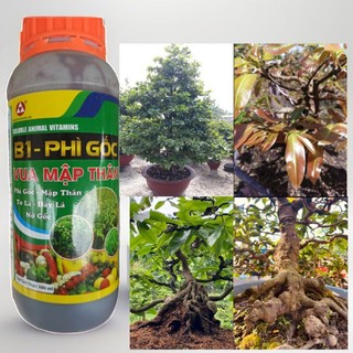 Phân bón B,1 siêu nở gốc mập thân hết cỡ,to lá,dày lá