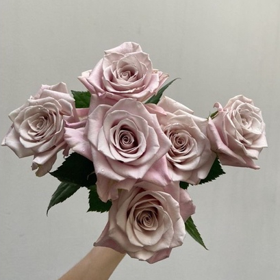 Hoa hồng Menta Rose - hồng bụi, lâu tàn
