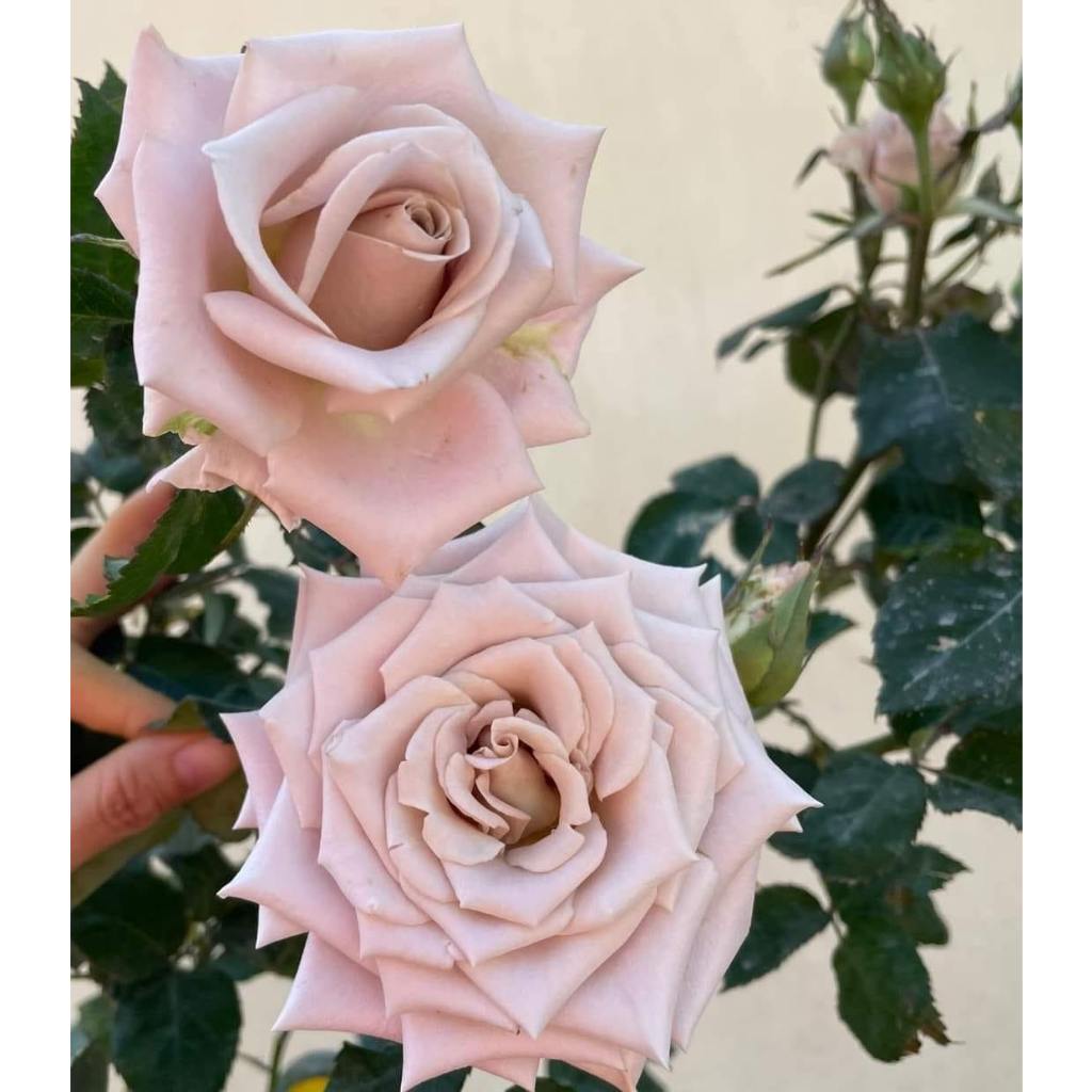 Hoa hồng Menta Rose - hồng bụi, lâu tàn