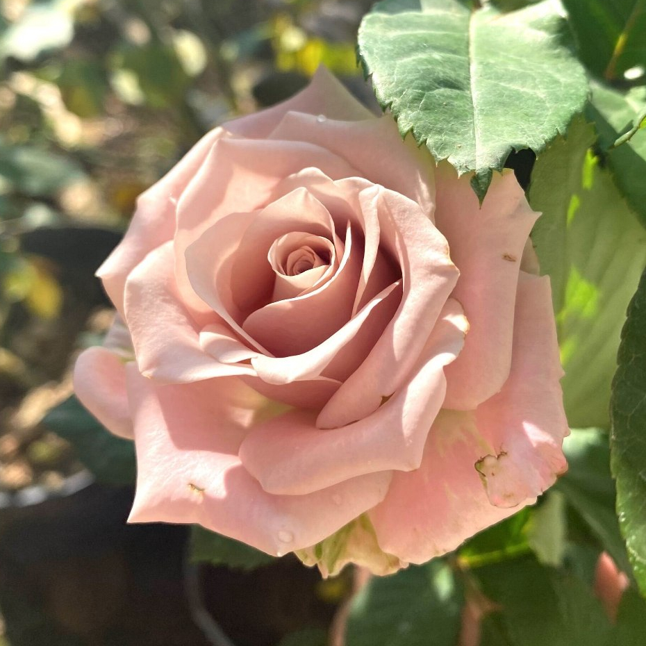 Hoa hồng Menta Rose - hồng bụi, lâu tàn