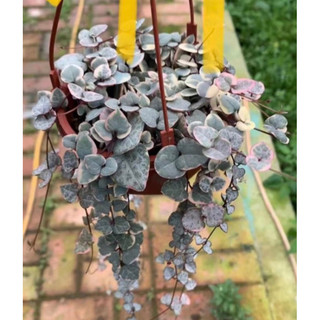 Cây sen đá lá tim var string of heart cây có nhiều củ ở gốc 🌵 ⚡ ❤