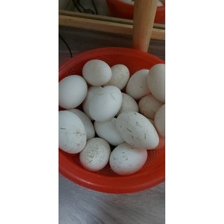 Combo 5 trứng ngỗng so