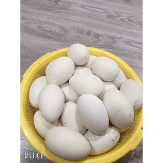 Combo 5 trứng ngỗng to[ Ship Hỏa tốc]