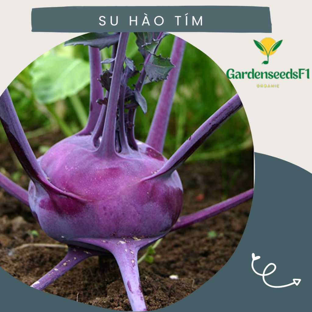 Hạt giống Củ Su hào tím Hàn Quốc – 0.5Gram/gói