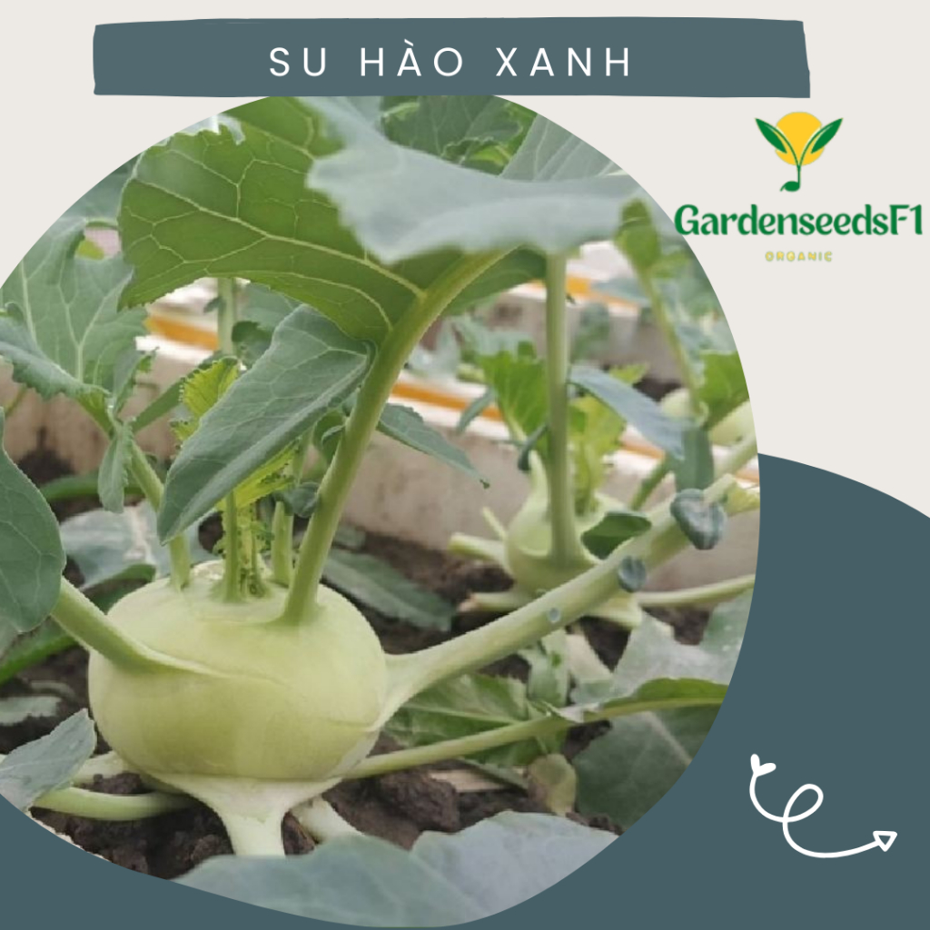 Hạt giống Su hào xanh Hàn Quốc – 1Gram