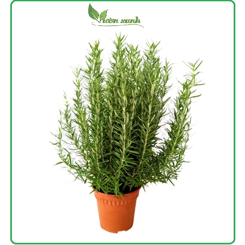 Hạt Giống Hương Thảo 15 hạt
