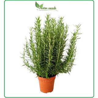 Hạt Giống Hương Thảo 15 hạt