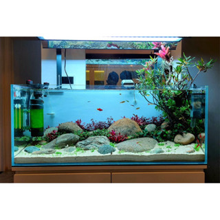  cây mị nương ru rì trồng bán cạn thủy sinh biotop 