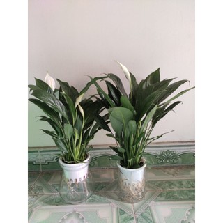 Chậu cây lan ý thuỷ sinh để bàn trang trí đẹp sống khỏe lọc không khí - Xanhshop22