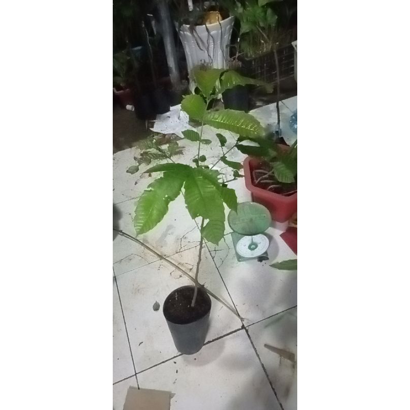 Cây giống nhãn Sầu Riêng Matoa